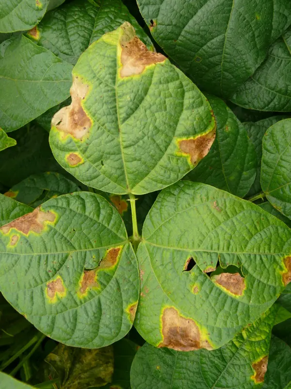 Bacterial Blight