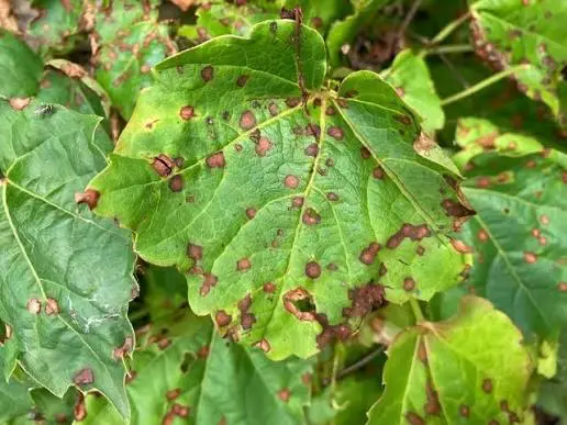 Black Rot Disease