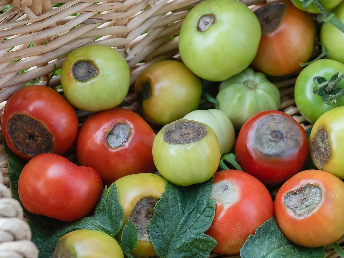 Blossom End Rot Disease