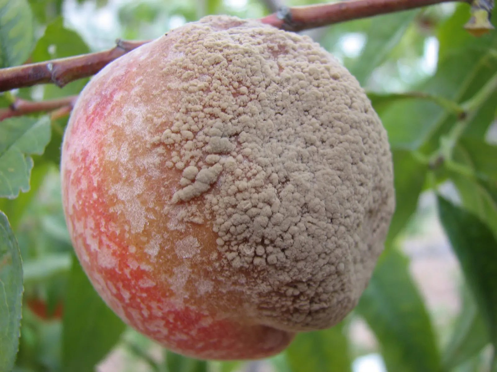 Brown-Rot-Disease
