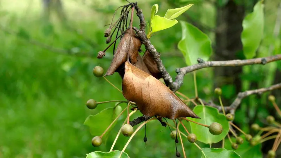 Fire Blight Disease