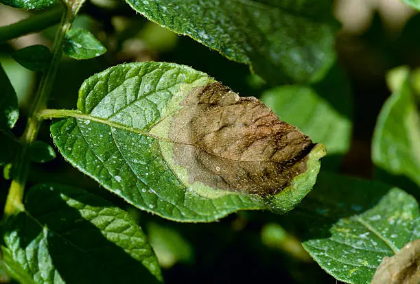 Late Blight Disease